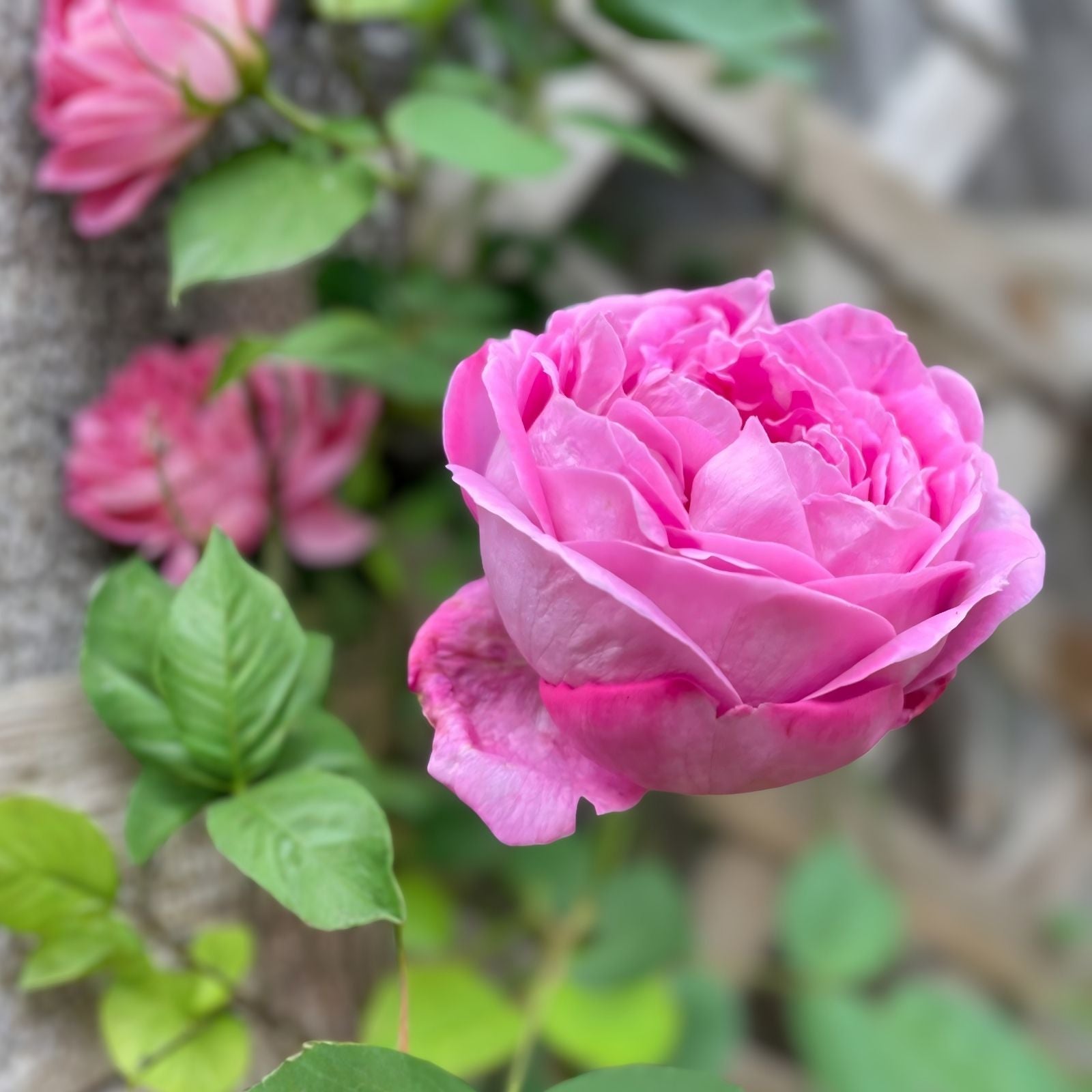 Climbing Rose Plant Cuttings Rosa spp Unrooted Live Starter Plants for Garden, Houseplant, Flowering, Garden Decor