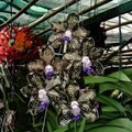 Fragrant Vanda Orchid Papilionanda Ladda ‘Alina’ 4" Pot Live Orchid Indoor Garden Houseplant Rare Hybrid