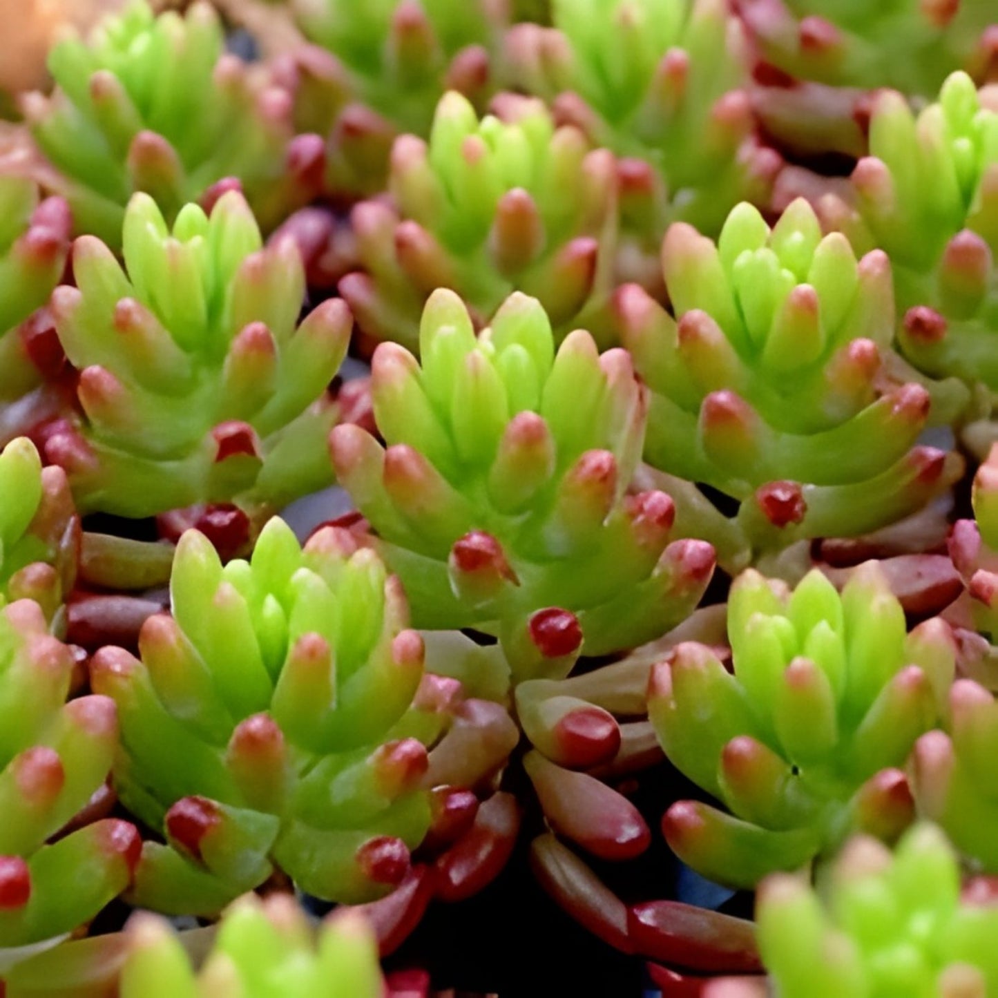Sedum Rubrotinctum Jelly Bean Succulent Plant in 3x4” Pot, Colorful Green Red Foliage, California Grown
