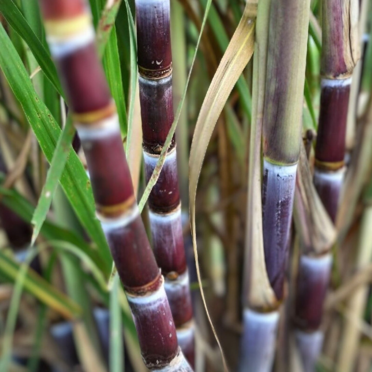 Rooted Sugarcane Cuttings Live Plant - Tropical Saccharum officinarum, Ready to Plant, Organic, High Yield