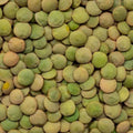 Organic Green Lentils 2 oz – Plant-Based Protein, Vegan Food, Cooking Ingredient, Lens culinaris, Healthy Bare Root, Live Plant, Starter Plant