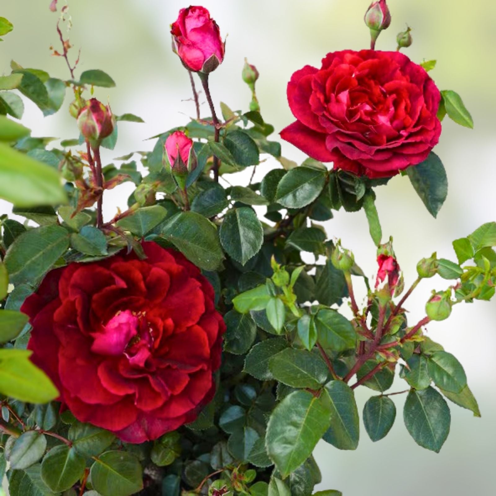 Red True Spirit Rose Bush Live Plant Rosa True Spirit Ornamental Garden Flower Full Sun Zones 5-10