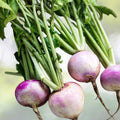 Turnip Seeds Seven Top Heirloom Non-GMO Brassica rapa Vegetable Seeds 1000 Pack