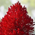 Red Maple Seedlings 2-Pack Acer rubrum Live Tree Starter Plants Hardy Shade Trees for Southern Alabama