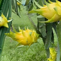 Aussie Gold Dragon Fruit Cuttings 8-12" Isis Gold Hylocereus undatus Fresh Fruit Plant - New Harvest Quality