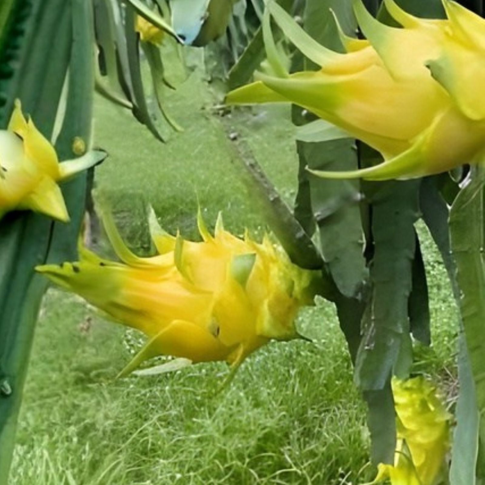 Aussie Gold Dragon Fruit Cuttings 8-12" Isis Gold Hylocereus undatus Fresh Fruit Plant - New Harvest Quality