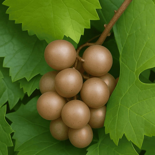 Muscadine Vine Cuttings 16 Pack Carlos Bronze Scuppernong Grape Vitis rotundifolia Live Plant Starter Bare Root