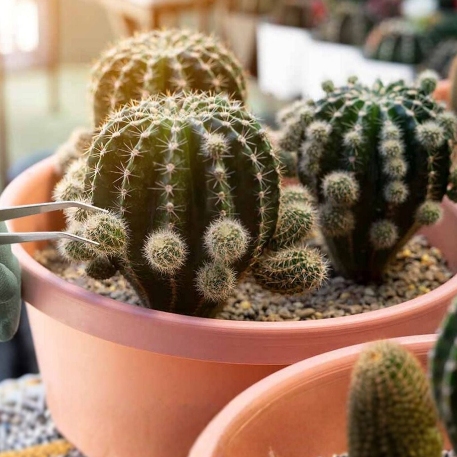Cactus Cutting 4-inch Succulent Variety for Propagation Indoor Decor Unnamed Species