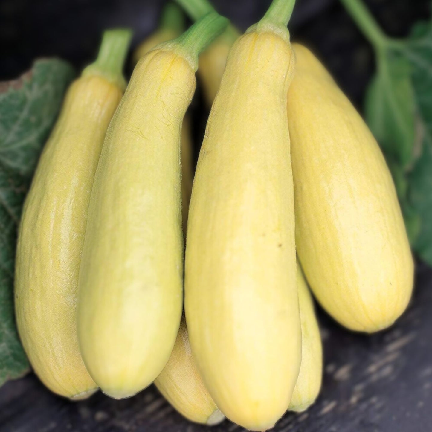Heirloom Squash Seeds Early Prolific Straight Neck Cucurbita pepo Vegetable Seeds 100 Pack