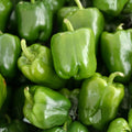 California Wonder Bell Pepper Seeds – Heirloom Capsicum annuum Large Fruit Starter Plant Cutting Bare Root Live Plant