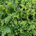 Creeping Sedum Cuttings Lot – 30 Live Perennial & Succulent Starter Plants for Gardens Landscaping