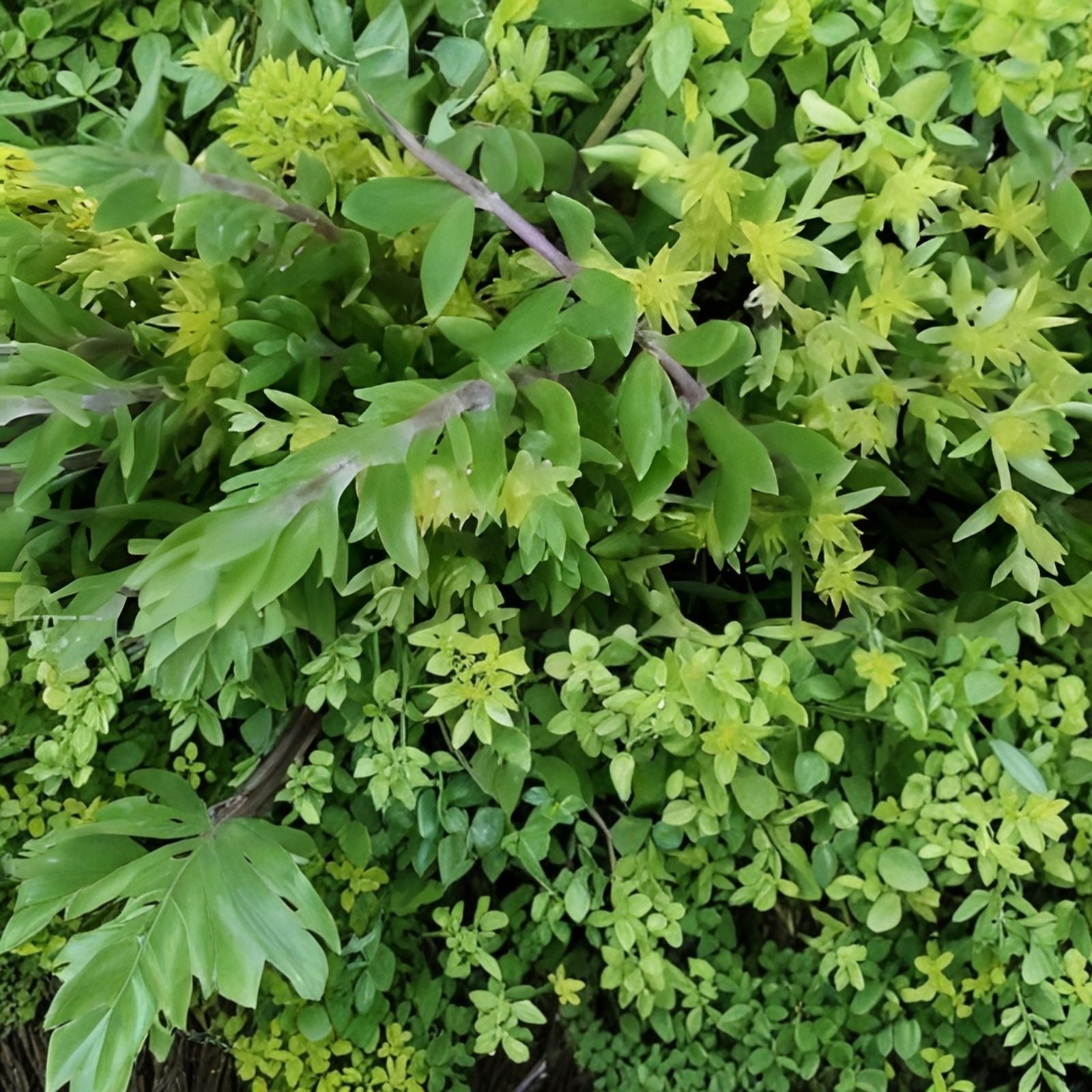Creeping Sedum Cuttings Lot – 30 Live Perennial & Succulent Starter Plants for Gardens Landscaping