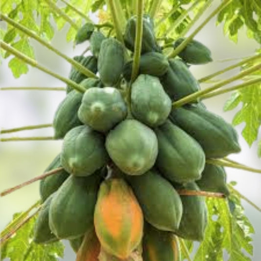 Papaya Tree Seeds - 5 Seeds - Honeydew Variety - Carica Papaya - Tropical Fruit Plant Seeds - Fast Growing