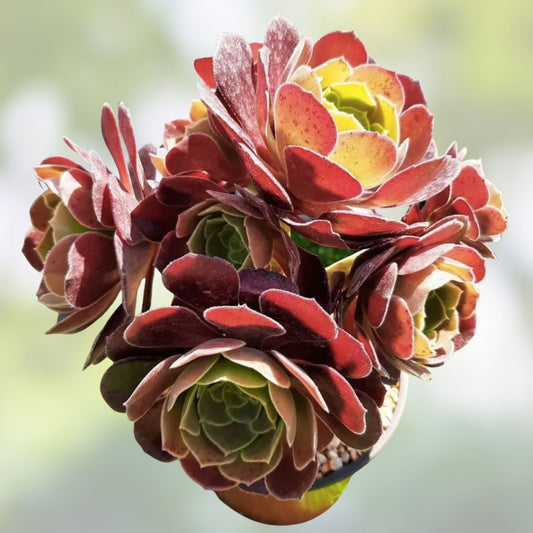 Large Aeonium Velour Succulent Cutting | Fuzzy Texture Plant | Echeveria Hybrid | Live Succulent for Garden or Indoor