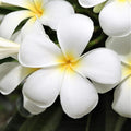 Plumeria Cutting 15-20 Inches – Florida Grown Frangipani Tropical Flowering Plant for Garden and Patio - Plumeria spp.