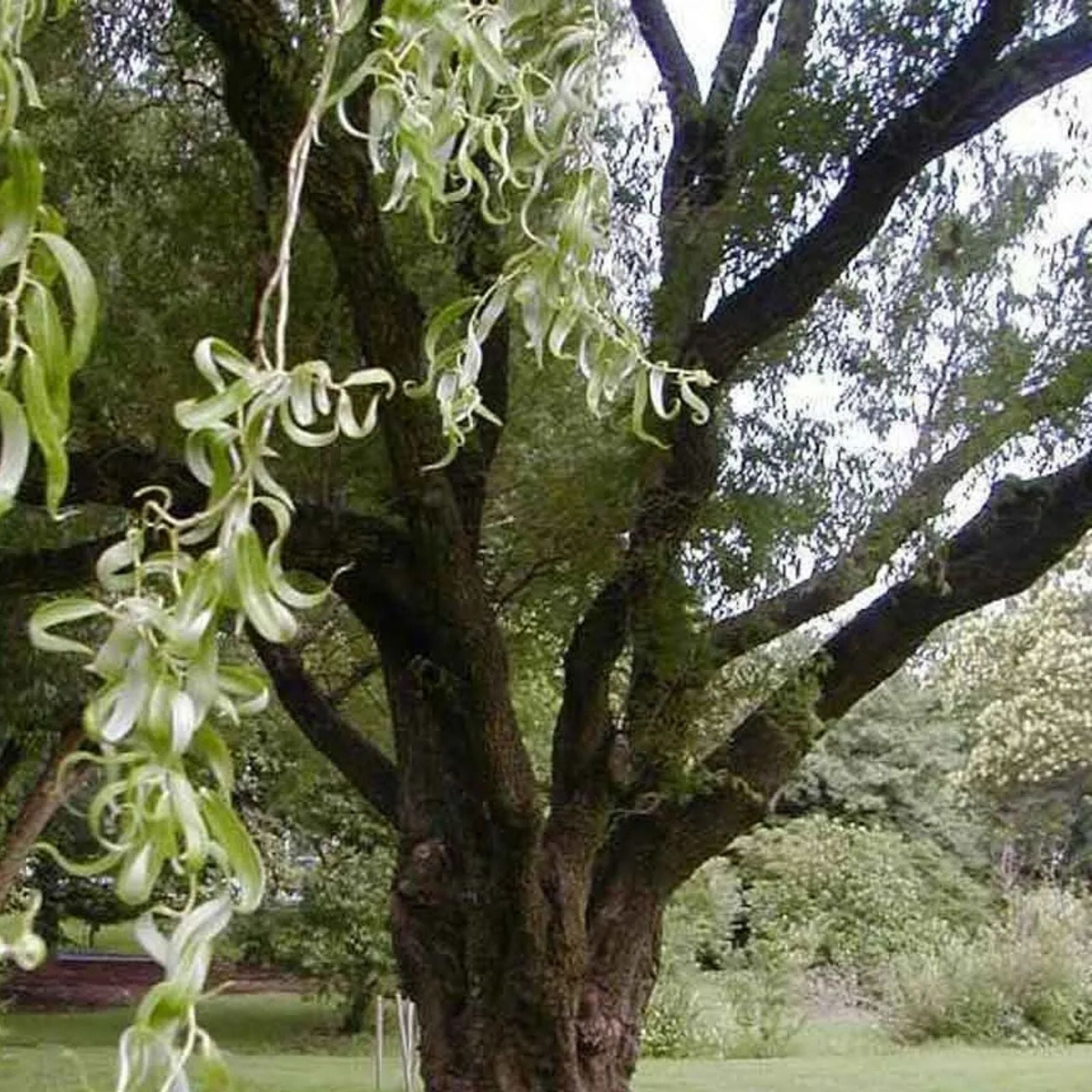 Corkscrew Willow Tree Cuttings Salix babylonica 'Tortuosa' Live Plant Ornamental Tree Garden Landscaping