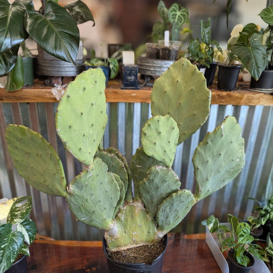 Opuntia Gomei Cuttings - Old Mexico Pear Cactus Pads 6-10 inches - Succulent Plant for Home Garden Decor - Fresh Stock