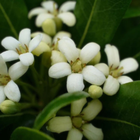 Japanese Cheesewood Tree Seeds 30 Pack | Pittosporum tobira Hardy Ornamental Plant for Garden Landscaping