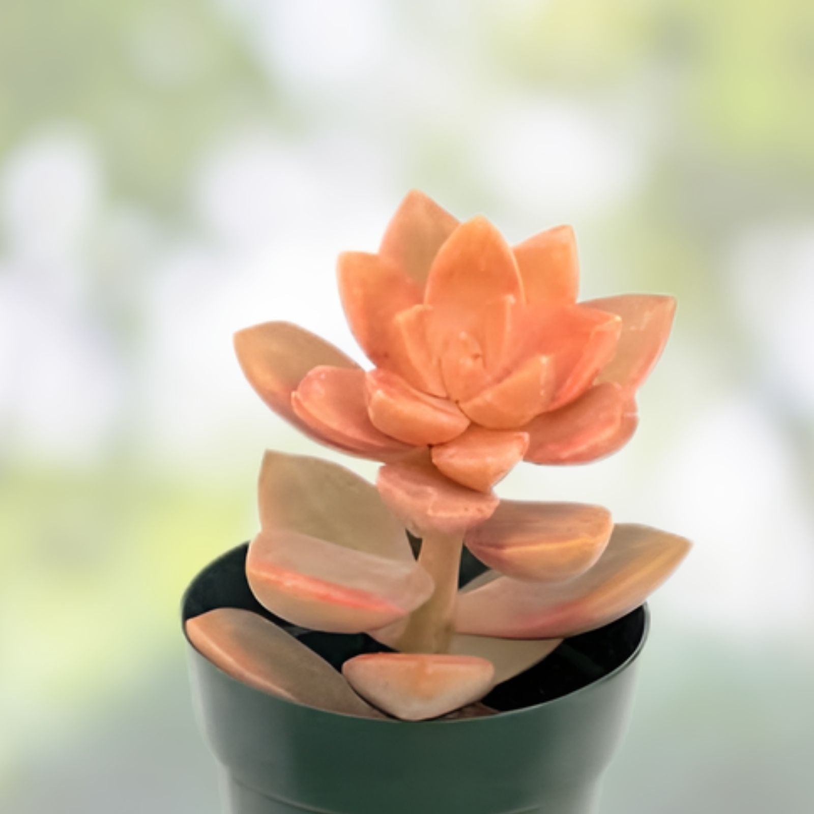 Graptosedum 'Alpenglow' Succulent Live Plant 4" Bare Root, Drought Tolerant, Easy Care, Home Garden Decor