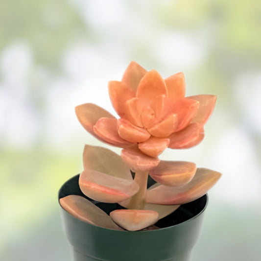 Graptosedum 'Alpenglow' Succulent Live Plant 4" Bare Root, Drought Tolerant, Easy Care, Home Garden Decor