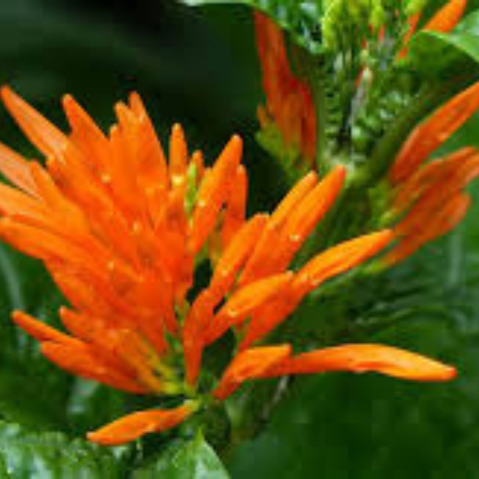 Orange Justicia Mexican Honeysuckle Cuttings 3 Pack 4" Live Plant Garden Landscaping Justicia spicigera
