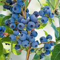 Tomato Tree Seeds 10 Pack Tamarillo Cyphomandra betacea Tropical Fruit Seeds for Planting