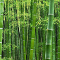 Giant Timber Bamboo Seeds 100 Pack | Fast Growing Exotic Plant | Phyllostachys bambusoides | Bamboo Seeds for Gardening
