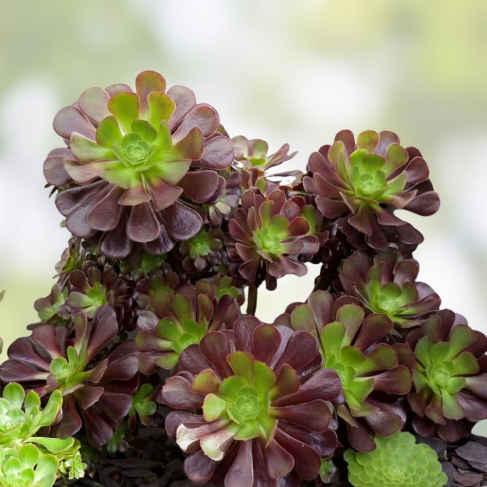Aeonium Velour Cutting Deep Purple Green Centers Succulent Propagation Plant Live Houseplant