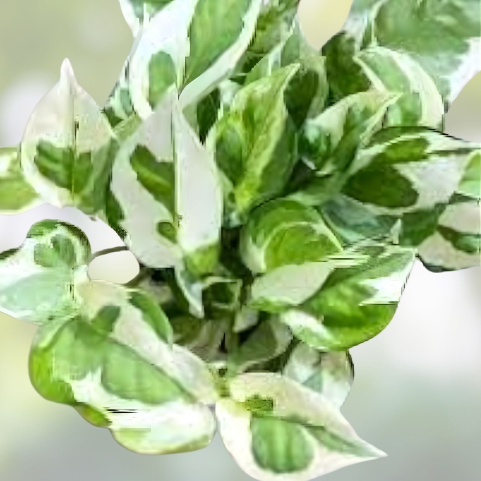 Pothos Cuttings - 3 Fresh Unrooted Hawaiian Epipremnum aureum Plant Clippings for Propagation