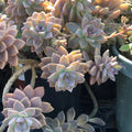 Ghost Graptopetalum Succulent Cuttings – Live Rooted Indoor Plant, Low Maintenance, Graptopetalum paraguayense, Easy Care