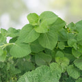 Cuban Oregano Cuttings 3 Pack Plectranthus Amboinicus Culinary Herb Live Plant Indoor Garden