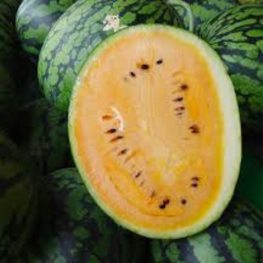 Organic Sweet Siberian Watermelon Seeds 10 Pack Heirloom Non-GMO USA Grown Watermelon Plant Seeds