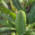 Dendrocereus Nudiflorus Rooted Cutting | Indoor Cactus Plant | Succulent Collector's Item | Live Plant or Cutting