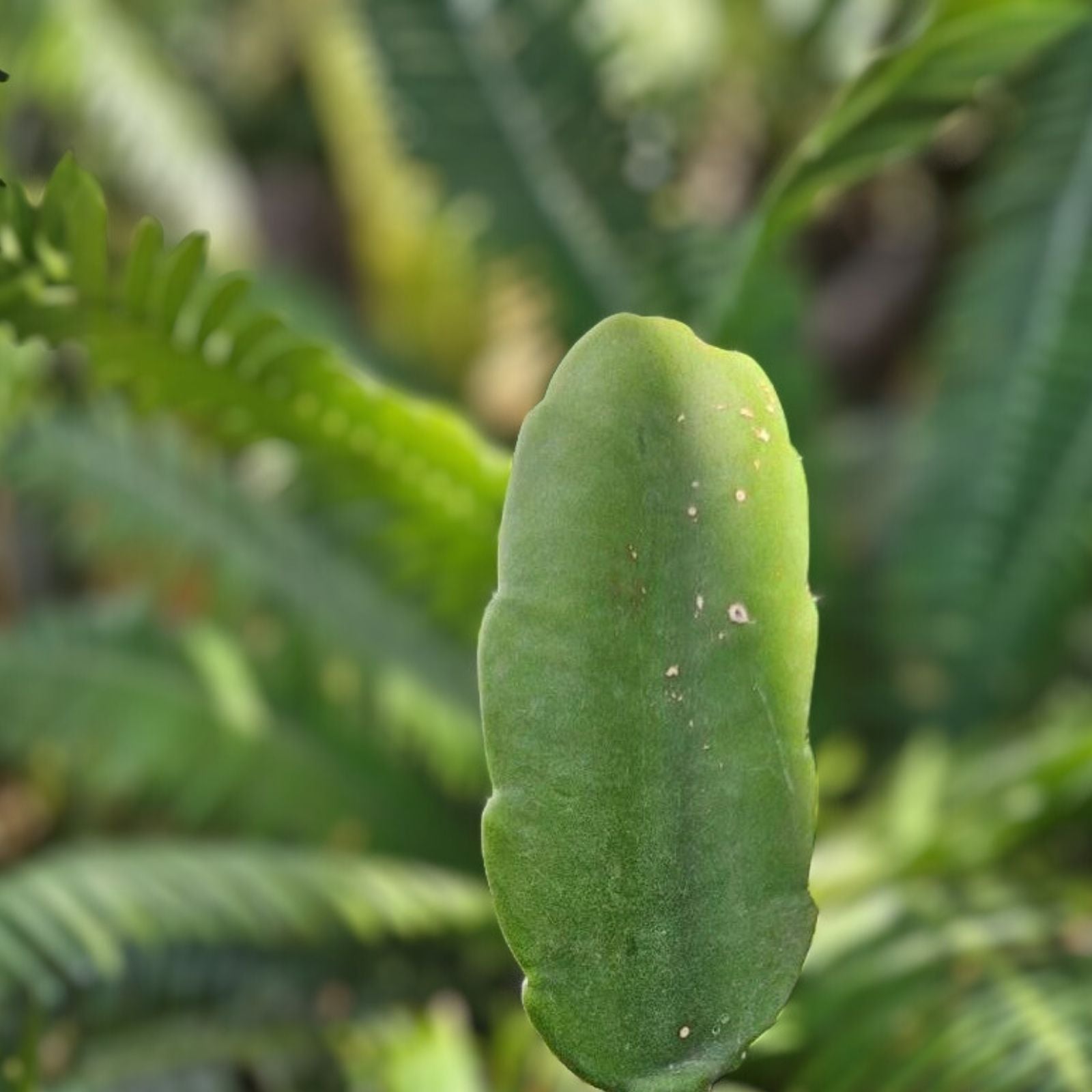 Dendrocereus Nudiflorus Rooted Cutting | Indoor Cactus Plant | Succulent Collector's Item | Live Plant or Cutting