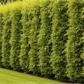 Aussie Hybrid Willow Cutting Salix x fragilis Fast-Growing Privacy Tree Shade Screening Live Plant