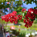 Dynamite Crape Myrtle Live Plant 16+ Inches Red Flowers Lagerstroemia Indica Garden Tree