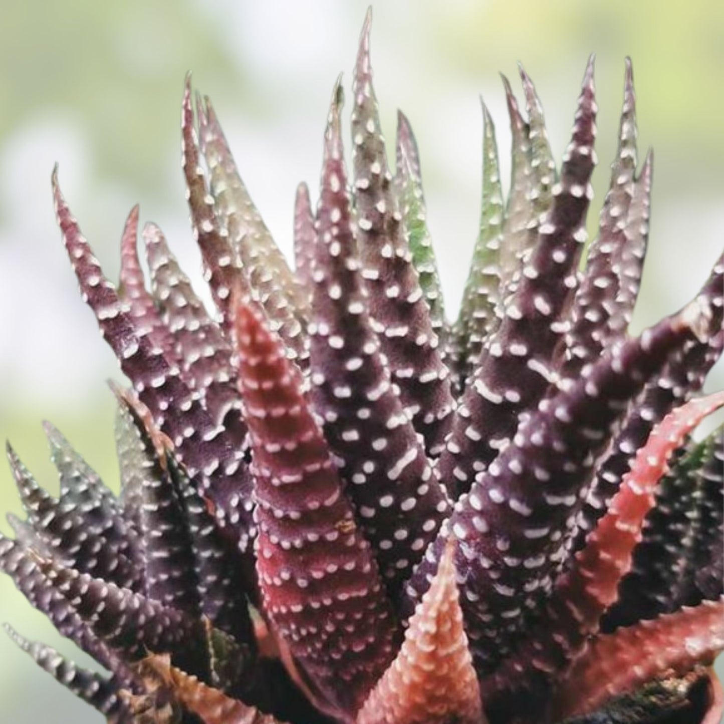 Haworthia Succulent Plant - Indoor Easy Care Variety with 2 Free Cuttings - Low Maintenance Houseplant - Haworthia spp - bloomhavennursery