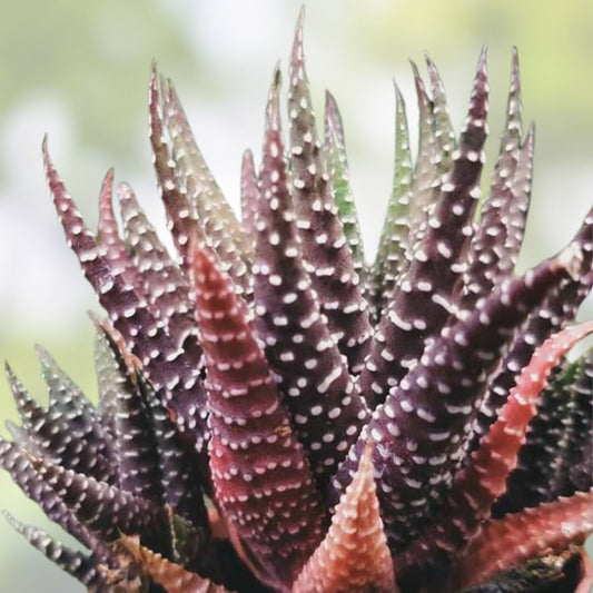 Haworthia Succulent Plant - Indoor Easy Care Variety with 2 Free Cuttings - Low Maintenance Houseplant - Haworthia spp - bloomhavennursery