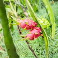 Yellow Dragon Fruit Seedlings Hylocereus undatus 4 Inch Live Plant Tropical Fruit Garden Starter