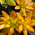 Sedum Adolphi Orange Delight Succulent Cutting Live Plant 2-Inch Starter Plant Houseplant Bare Root