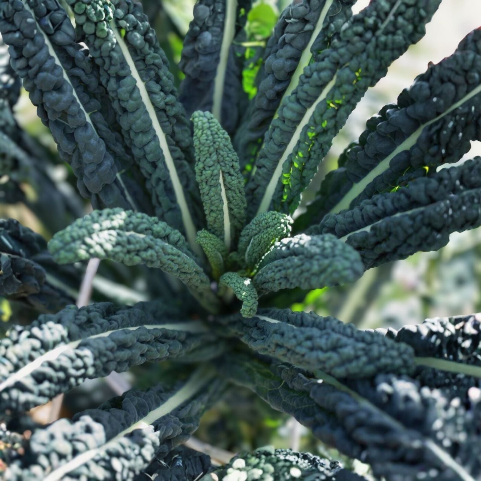 Black of Tuscany Kale Seeds Microgreen Variety, Brassica oleracea, Live Plant, Starter Plant, Gardening, Sprouting, Edible Greens