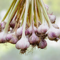California Softneck Garlic Bulbs 7 Pack – Live Plant, Growing Bulbs, Allium sativum, Garlic Starter, Garden Planting Bulbs