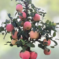 Dwarf Bonsai Apple Tree Seeds 20 Pack - Indoor Fruit Tree Malus domestica - Small Exotic Tree for Gardening - New Harvest Quality