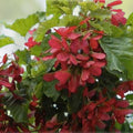 Amur Maple Tree Seeds 30 Pack | Acer tataricum ginnala | Ornamental Shrubs for Landscaping and Planting
