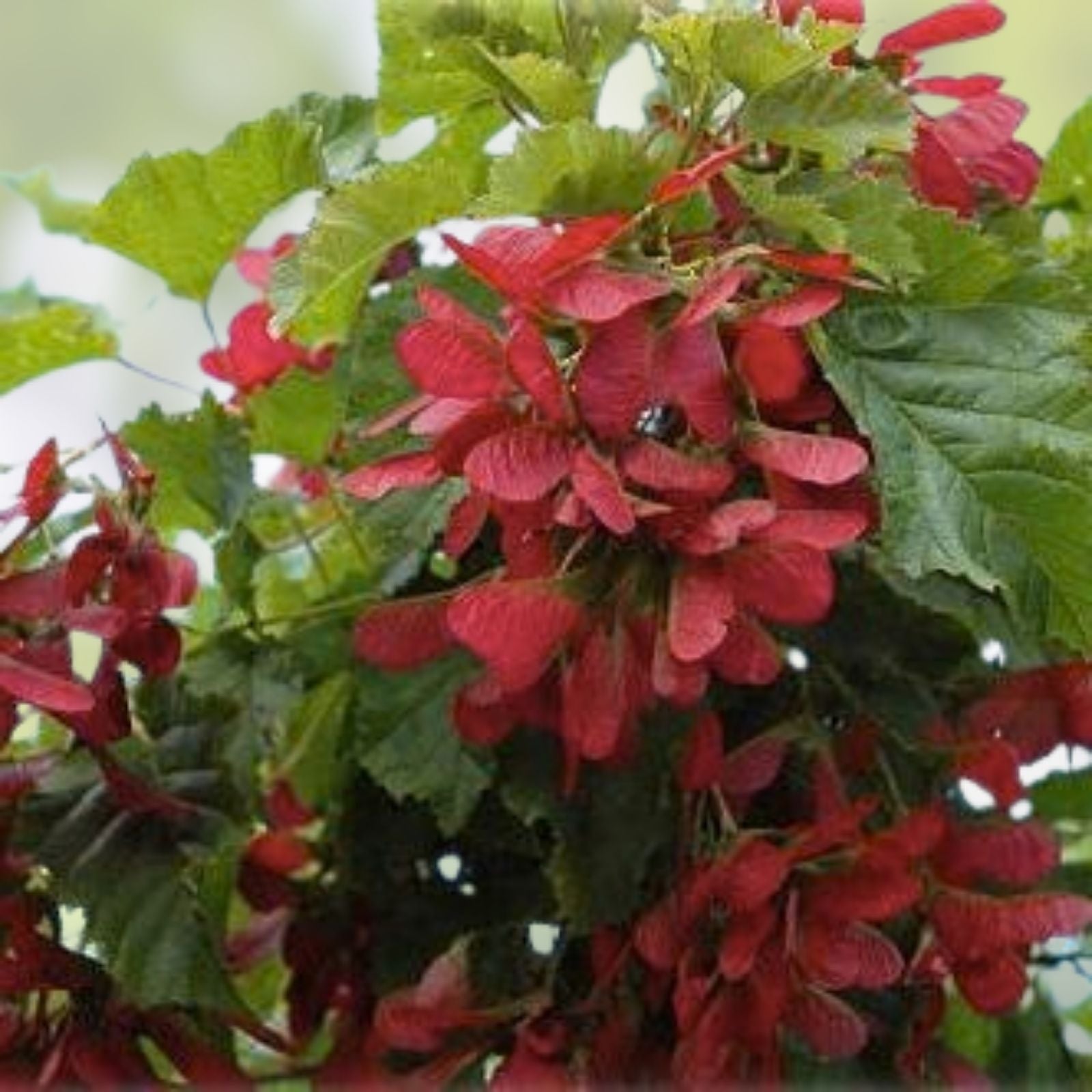 Amur Maple Tree Seeds 30 Pack | Acer tataricum ginnala | Ornamental Shrubs for Landscaping and Planting