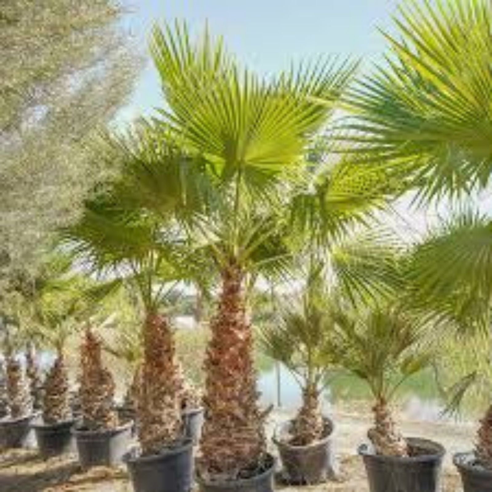 Washingtonia Hybrid Fan Palm Plants 1.5+ Years Old 5-Pack Live Indoor Outdoor Landscaping Starter Plants