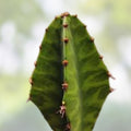 Euphorbia 'Watusi' Cutting - Rare Bill Baker Hybrid Succulent Houseplant for Collectors - BloomHavenNursery