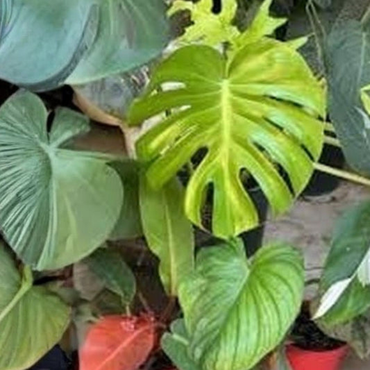 Large Leaf Arrowhead Philodendron Cutting - Indoor Houseplant, Tropical, Easy Care, Live Plant, Philodendron sagittifolium