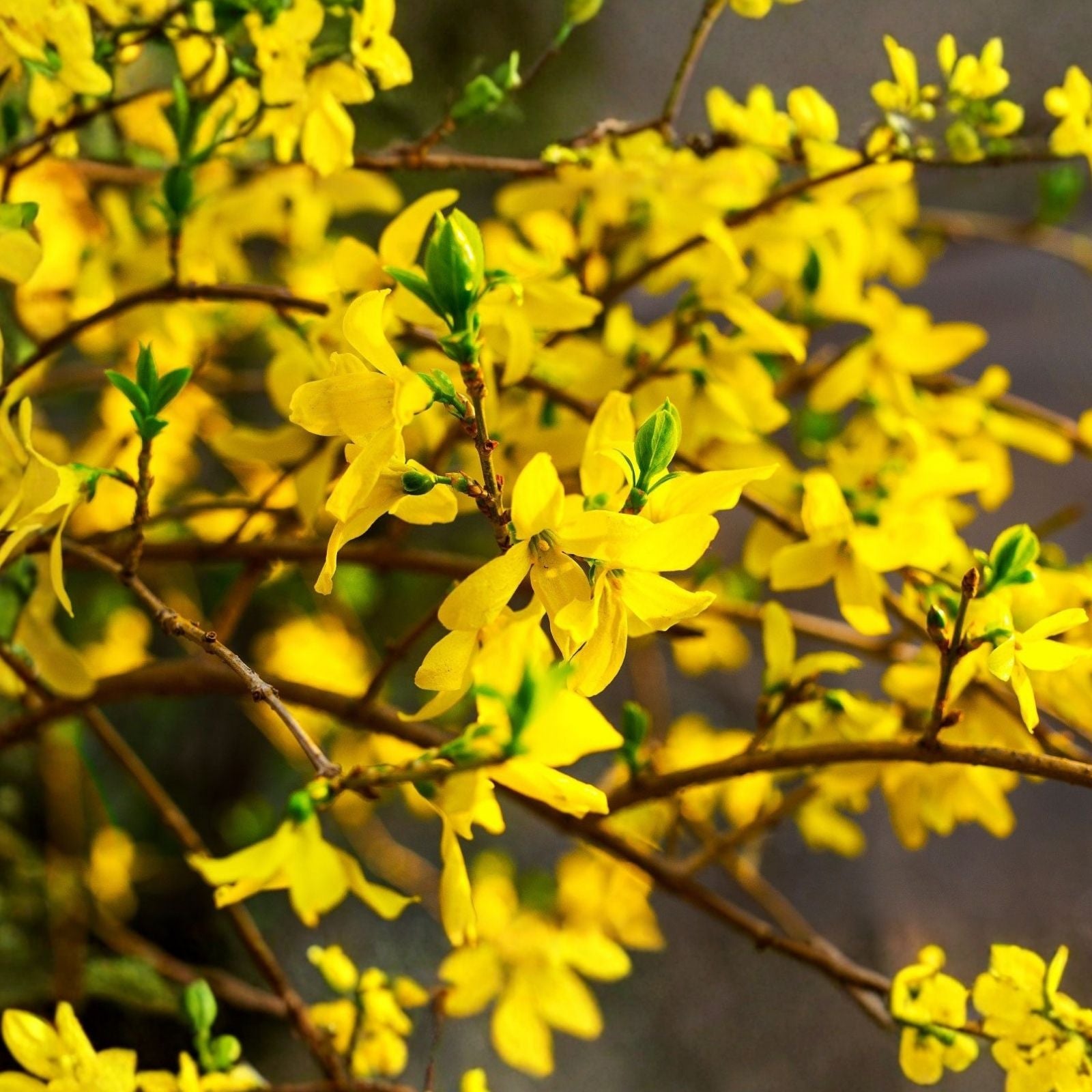 Forsythia x intermedia Cuttings 6-8” Live Plant Propagation Bare Root Starter Plant Houseplant