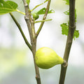 White Marseilles Fig Cuttings, Unrooted Ficus carica, Honey Sweet, Fruit Tree, Live Plant, Starter Plant, Bare Root